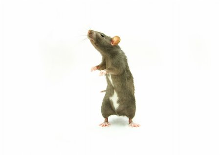 ratazana - funny rat  isolated on white background Foto de stock - Royalty-Free Super Valor e Assinatura, Número: 400-05110132