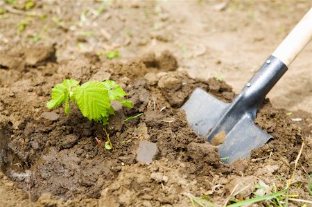 garden work - digging with shovel Stock Photo - Budget Royalty-Free & Subscription, Code: 400-05110530