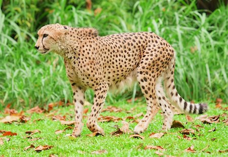 Cheetah Animal Running At You Its Prey Stock Photo - Budget Royalty-Free & Subscription, Code: 400-05110642