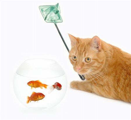 Cat is holding a fishingnet, ready to catch goldfish. Stock Photo - Budget Royalty-Free & Subscription, Code: 400-05111076