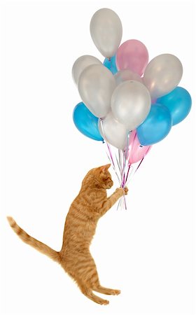 simsearch:400-05066853,k - Flying balloon cat. Taken on clean white background. Foto de stock - Super Valor sin royalties y Suscripción, Código: 400-05111078