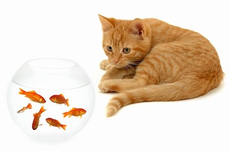 Kitten is watching fish in a fish bowl Stock Photo - Budget Royalty-Free & Subscription, Code: 400-05111079