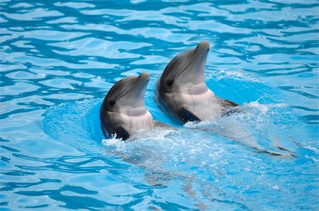dolphin swim fins - Two happy dolephins is swimming side by side. Stock Photo - Budget Royalty-Free & Subscription, Code: 400-05111094