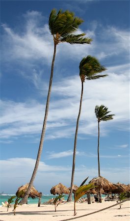 Three tall palm trees on a tropical resort in Punta Cana, the Dominican Republic. Stockbilder - Microstock & Abonnement, Bildnummer: 400-05111229