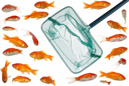 red headed underwater - Fishingnet in fishtank whith many goldfish. Clean white background. Stock Photo - Budget Royalty-Free & Subscription, Code: 400-05111268