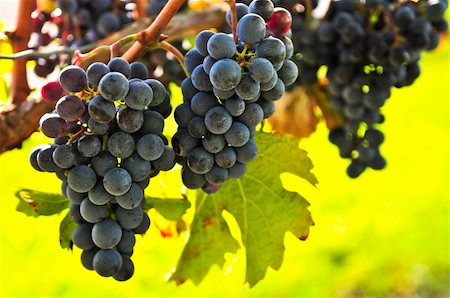 simsearch:700-02586174,k - Red grapes growing on vine in bright sunshine Stock Photo - Budget Royalty-Free & Subscription, Code: 400-05111356