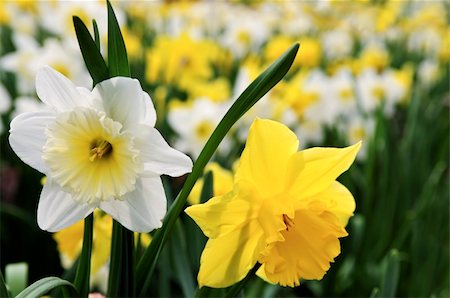 field of daffodil pictures - Field of blooming daffodils in spring park Stock Photo - Budget Royalty-Free & Subscription, Code: 400-05111394