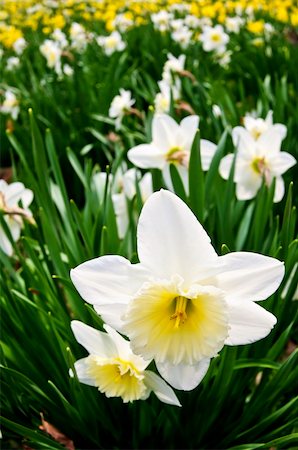 field of daffodil pictures - Field of blooming daffodils in spring park Stock Photo - Budget Royalty-Free & Subscription, Code: 400-05111395
