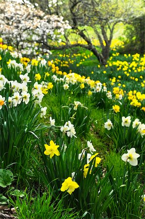 daffodil and landscape - Field of blooming daffodils in spring park Stock Photo - Budget Royalty-Free & Subscription, Code: 400-05111391