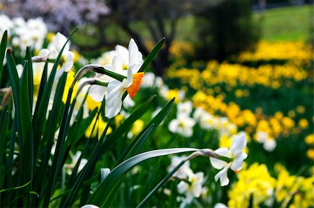daffodil and landscape - Field of blooming daffodils in spring park Stock Photo - Budget Royalty-Free & Subscription, Code: 400-05111393