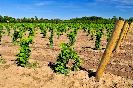 Rows of young grape vines growing in Niagara peninsula vineyard Photographie de stock - Aubaine LD & Abonnement, Code: 400-05111402