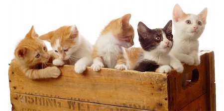 simsearch:400-07405345,k - litter of five kittens in a wooden box - seven weeks old Stock Photo - Budget Royalty-Free & Subscription, Code: 400-05111419