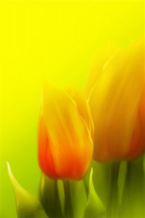 Beautiful red and yellow tulips on spring background Foto de stock - Royalty-Free Super Valor e Assinatura, Número: 400-05111698