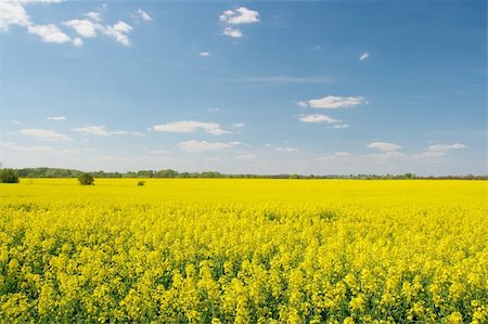 simsearch:400-04490325,k - Vast field of blooming yellow rape plants Foto de stock - Super Valor sin royalties y Suscripción, Código: 400-05112134