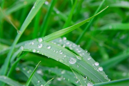 simsearch:400-04403996,k - Wet grass with water droplets Stock Photo - Budget Royalty-Free & Subscription, Code: 400-05112136