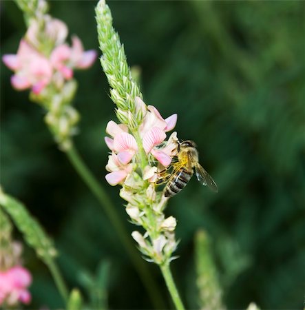 simsearch:400-04593284,k - Bee collecting nectar with buckwheat. Background blur. Foto de stock - Super Valor sin royalties y Suscripción, Código: 400-05112246