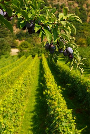 The branch of a plum tree frames rows of berries in the Wachau Valley, Austria Foto de stock - Royalty-Free Super Valor e Assinatura, Número: 400-05112313
