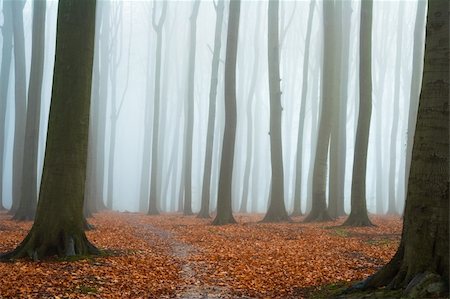Misty autumn beech forest; ground covered by fallen leaves Stock Photo - Budget Royalty-Free & Subscription, Code: 400-05112584