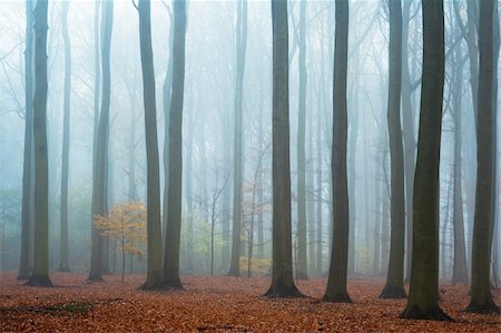 Misty autumn beech forest; ground covered by fallen leaves Stock Photo - Budget Royalty-Free & Subscription, Code: 400-05112583
