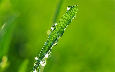 dew drops on green stem - Dew drop on a blade of grass Stock Photo - Budget Royalty-Free & Subscription, Code: 400-05112894