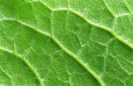 structure of leaf natural background Stock Photo - Budget Royalty-Free & Subscription, Code: 400-05112895