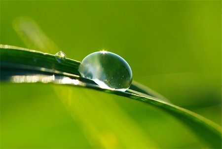 dew drops on green stem - Dew drop on a blade of grass Stock Photo - Budget Royalty-Free & Subscription, Code: 400-05112898