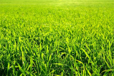 simsearch:400-05132684,k - Freshly cut green lawn in the afternoon Stockbilder - Microstock & Abonnement, Bildnummer: 400-05112902