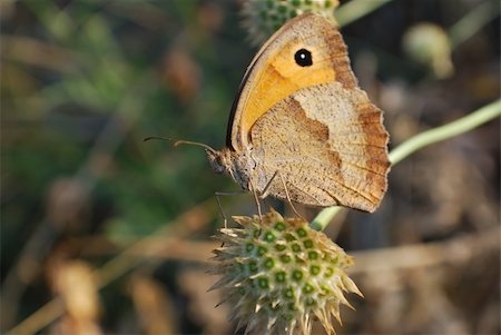 simsearch:400-04513601,k - butterfly. macro Fotografie stock - Microstock e Abbonamento, Codice: 400-05112933