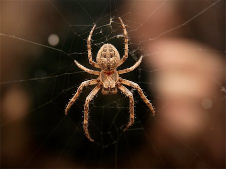 simsearch:400-04645267,k - Closeup of a cross spider in its web Stock Photo - Budget Royalty-Free & Subscription, Code: 400-05113066
