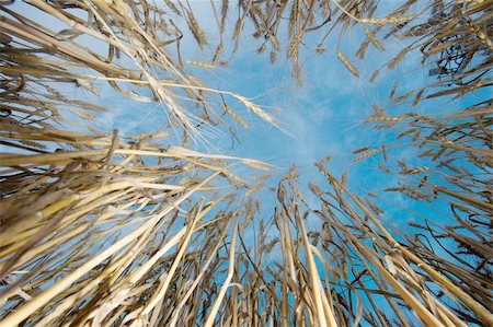 simsearch:400-04698173,k - Wheat viewed from low angle Photographie de stock - Aubaine LD & Abonnement, Code: 400-05113069