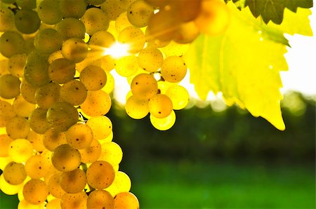 Yellow grapes growing on vine in bright sunshine Stock Photo - Budget Royalty-Free & Subscription, Code: 400-05113158