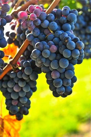 simsearch:700-02586174,k - Purple grapes growing on vine in bright sunshine Stock Photo - Budget Royalty-Free & Subscription, Code: 400-05113160