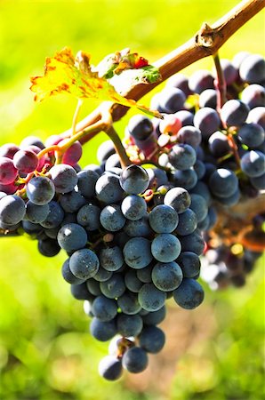 simsearch:700-02586174,k - Purple grapes growing on vine in bright sunshine Stock Photo - Budget Royalty-Free & Subscription, Code: 400-05113161