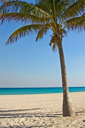 simsearch:400-05097844,k - palm tree on the florida beach during a beautiful sunny  day Stock Photo - Budget Royalty-Free & Subscription, Code: 400-05113182