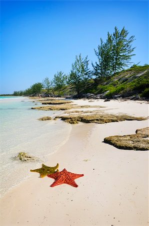 View of tropical cuban beach with starfish and vegetation, cayo guillermo. Stock Photo - Budget Royalty-Free & Subscription, Code: 400-05113728