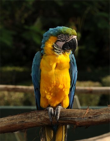 Brightly colored parrot from the Amazon in captivity Stock Photo - Budget Royalty-Free & Subscription, Code: 400-05113807