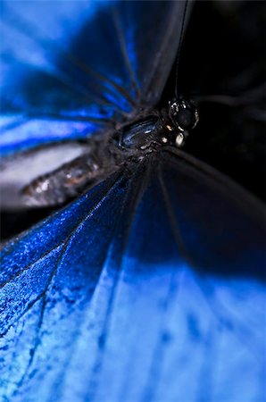 Closeup of a beautiful blue morpho butterly Stock Photo - Budget Royalty-Free & Subscription, Code: 400-05113925