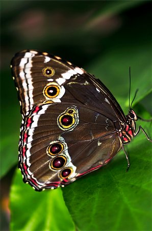 Beautiful blue morpho butterfly sitting on a plant Stock Photo - Budget Royalty-Free & Subscription, Code: 400-05113920