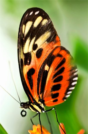 simsearch:400-04587179,k - Large tiger butterfly sitting on a flower Foto de stock - Super Valor sin royalties y Suscripción, Código: 400-05113923