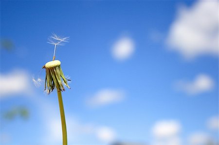 dandelion blowing in the wind - Beautiful dandelion Stock Photo - Budget Royalty-Free & Subscription, Code: 400-05124051
