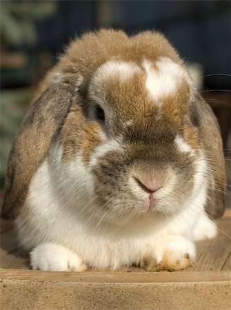 simsearch:400-08036285,k - Little rabbit funny portrait with floppy ears sitting Stockbilder - Microstock & Abonnement, Bildnummer: 400-05124169