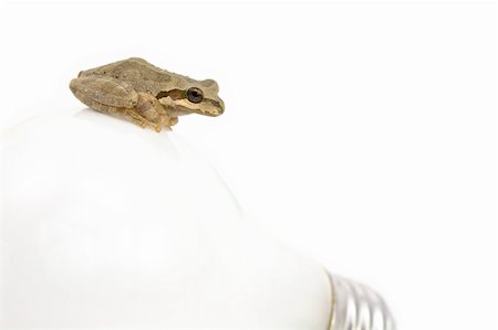 simsearch:400-04303624,k - Pacific Tree Frog, Pseudacris regilla, and Light Bulb on White Stockbilder - Microstock & Abonnement, Bildnummer: 400-05124447