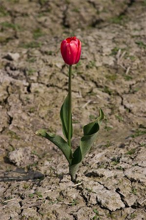 One red tulip growing in the clay. Foto de stock - Super Valor sin royalties y Suscripción, Código: 400-05124465