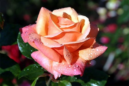 A single, dew-covered rose.  The close-up view shows the water drops resting on the petals. Foto de stock - Super Valor sin royalties y Suscripción, Código: 400-05124462