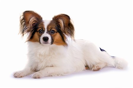 simsearch:400-05722368,k - Young papillon isolated on a white background Stock Photo - Budget Royalty-Free & Subscription, Code: 400-05124536