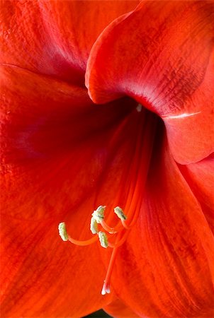 simsearch:400-06077814,k - Closeup of a Bright, Voluptuous Red Amaryllis Photographie de stock - Aubaine LD & Abonnement, Code: 400-05124810