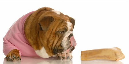 simsearch:400-05306211,k - cute female bulldog licking lips over delicious dog bone Stock Photo - Budget Royalty-Free & Subscription, Code: 400-05124929