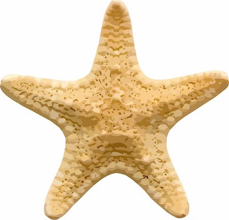 Vector starfish isolated on white background Foto de stock - Super Valor sin royalties y Suscripción, Código: 400-05124981