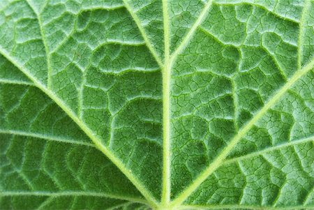structure of leaf natural background Stock Photo - Budget Royalty-Free & Subscription, Code: 400-05125035