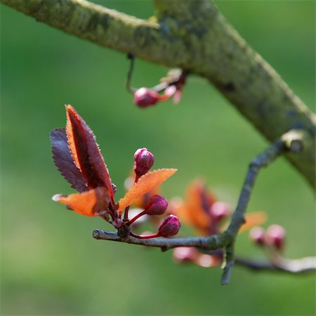 Early spring buds close-up Stock Photo - Budget Royalty-Free & Subscription, Code: 400-05125111